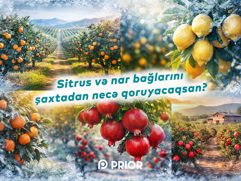 sitrus-ve-nar-baglarinin-qish-shaxtalarindan-muhafizesi