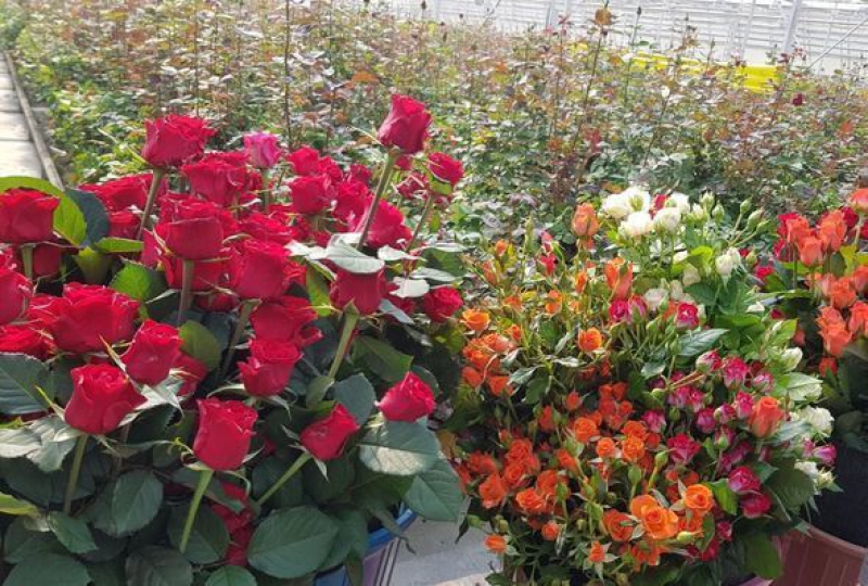 Exporting roses to Russia and Georgia from Shamkir