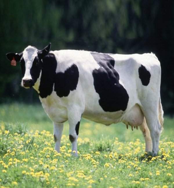 Holstein-Friz